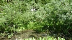 10 un peu de verdure